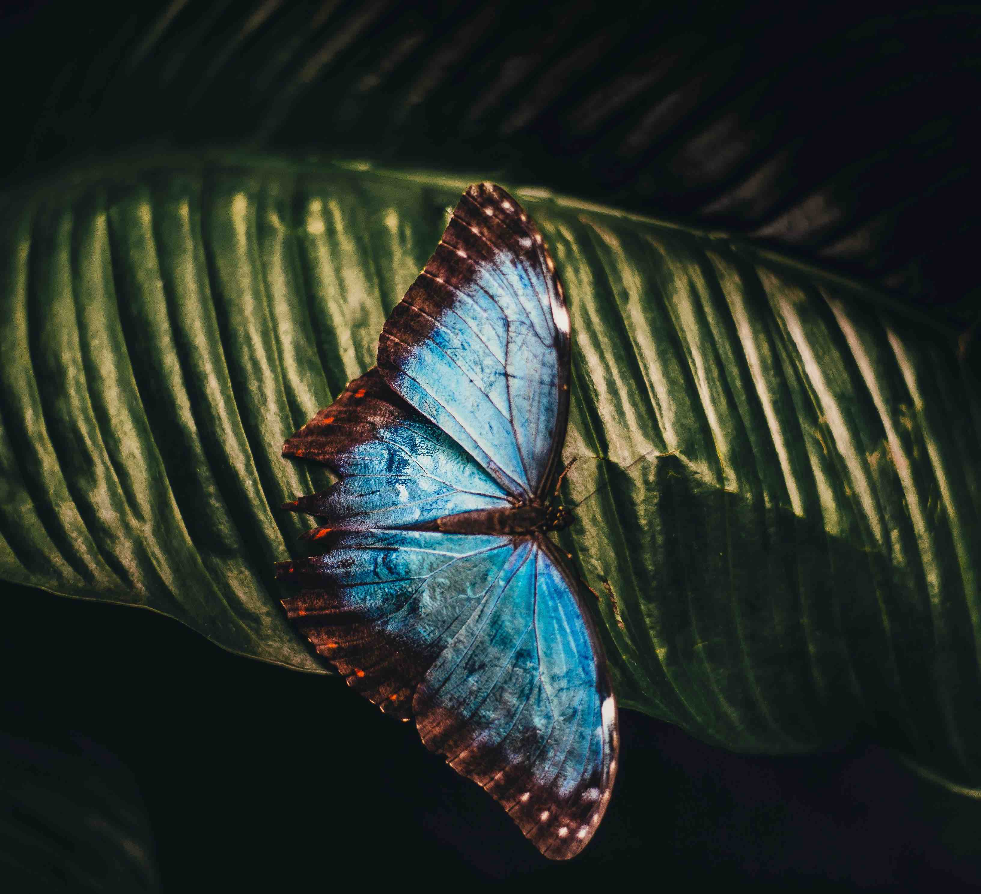 AI Culture and Transformation